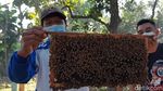 Semringah Peternak Lebah saat Madu Laris Manis di Masa Pandemi