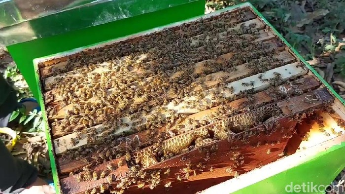 Semringah Peternak Lebah saat Madu Laris Manis di Masa Pandemi Madu kini tengah naik daun di masa pandemi Corona dan menjadi berkah bagi peternak lebah. Penjualan pun langsung meningkat.