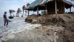 Potret Hutan Mangrove Terbesar Dunia yang Terancam Lenyap dari Bumi