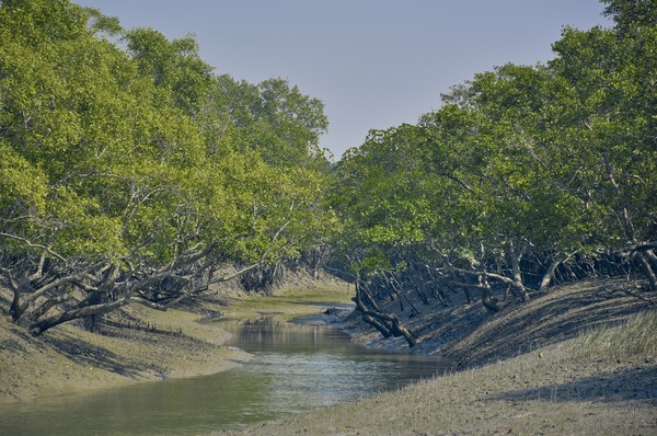 Berada di mara sungai Gangga, Taman Nasional ini masuk dalam daftar situs warisan dunia UNESCO. (Getty Images/iStockphoto) Berada di mara sungai Gangga, Taman Nasional ini masuk dalam daftar situs warisan dunia UNESCO. (Getty Images/iStockphoto)