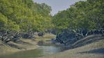 Potret Hutan Mangrove Terbesar Dunia yang Terancam Lenyap dari Bumi