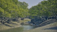Berada di mara sungai Gangga, Taman Nasional ini masuk dalam daftar situs warisan dunia UNESCO. (Getty Images/iStockphoto)