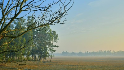 Potret Hutan Mangrove Terbesar Dunia yang Terancam Lenyap dari Bumi