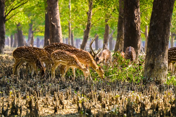 Dari data yang dimiliki oleh India, taman nasional ini memiliki 50 spesies mamalia, 315 jenis burung dan 59 jenis reptil. (Getty Images/iStockphoto) Dari data yang dimiliki oleh India, taman nasional ini memiliki 50 spesies mamalia, 315 jenis burung dan 59 jenis reptil. (Getty Images/iStockphoto)