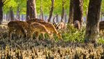 Potret Hutan Mangrove Terbesar Dunia yang Terancam Lenyap dari Bumi