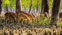 Dari data yang dimiliki oleh India, taman nasional ini memiliki 50 spesies mamalia, 315 jenis burung dan 59 jenis reptil. (Getty Images/iStockphoto)