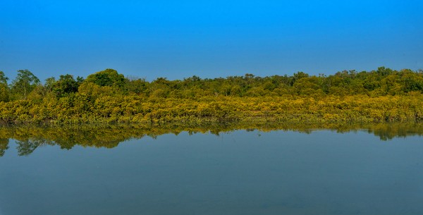 Selain memiliki kepentingan ekonomi, Taman Nasional Sundarban adalah penghalang badai, pengaman pantai perangkap sedimen dan sumber berbagai organisme akuatik, bentik dan darat.  (Getty Images/iStockphoto) Selain memiliki kepentingan ekonomi, Taman Nasional Sundarban adalah penghalang badai, pengaman pantai perangkap sedimen dan sumber berbagai organisme akuatik, bentik dan darat.  (Getty Images/iStockphoto)