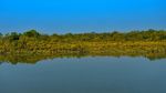 Potret Hutan Mangrove Terbesar Dunia yang Terancam Lenyap dari Bumi