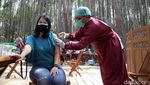 Bikin Sejuk, Suntik Vaksin di Hutan Pinus Bantul