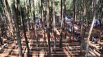 Bukan Berwisata, Warga Datangi Hutan Pinus untuk Vaksin COVID-19