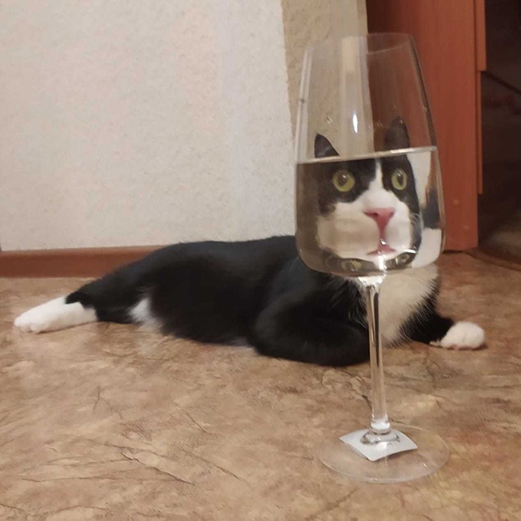 Distorsi kaca pada hewan