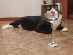 Distorsi Kaca Bikin Penampilan Hewan Ini Tampak Lucu