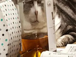 Distorsi Kaca Bikin Penampilan Hewan Ini Tampak Lucu