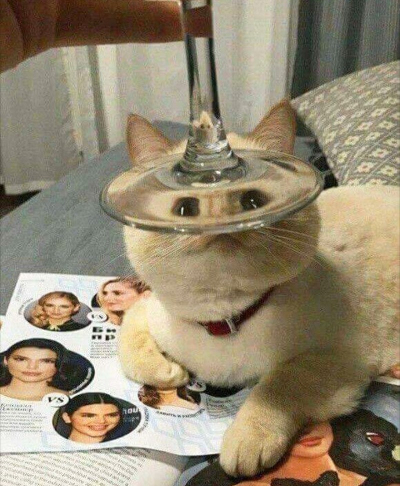 Distorsi kaca pada hewan