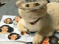 Distorsi Kaca Bikin Penampilan Hewan Ini Tampak Lucu