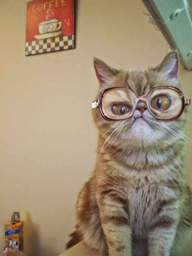 Distorsi kaca pada hewan