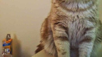 Muka pusing. Foto: dok Sadanduseless