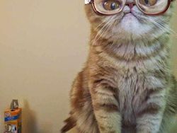 Distorsi Kaca Bikin Penampilan Hewan Ini Tampak Lucu