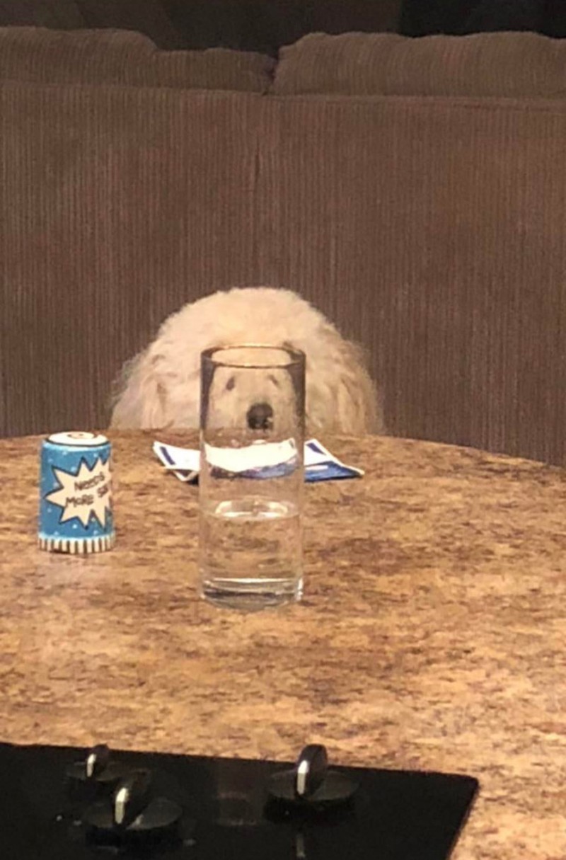 Distorsi kaca pada hewan