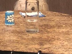 Distorsi Kaca Bikin Penampilan Hewan Ini Tampak Lucu