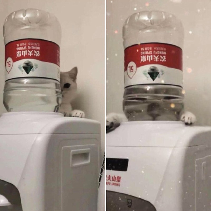 Distorsi kaca pada hewan