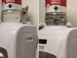 Distorsi Kaca Bikin Penampilan Hewan Ini Tampak Lucu