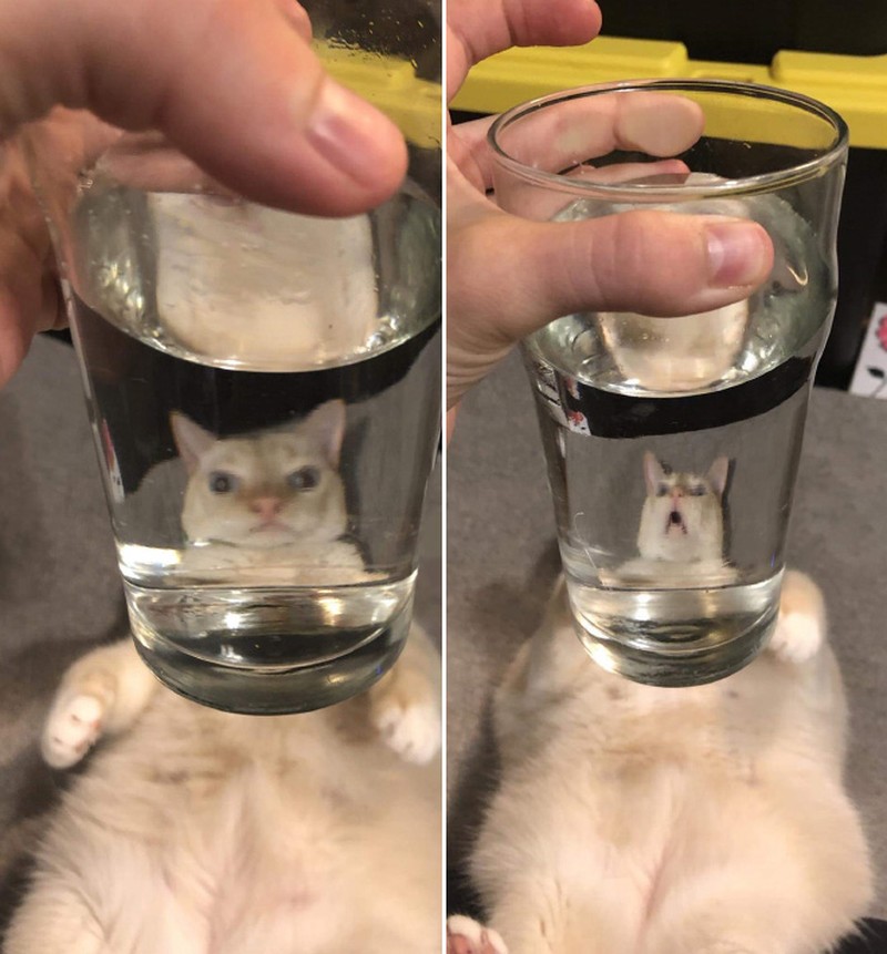 Distorsi kaca pada hewan