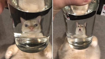 Ini jadi mengecil kepalanya. Foto: dok Sadanduseless