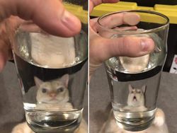 Distorsi Kaca Bikin Penampilan Hewan Ini Tampak Lucu