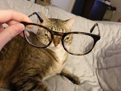 Distorsi Kaca Bikin Penampilan Hewan Ini Tampak Lucu