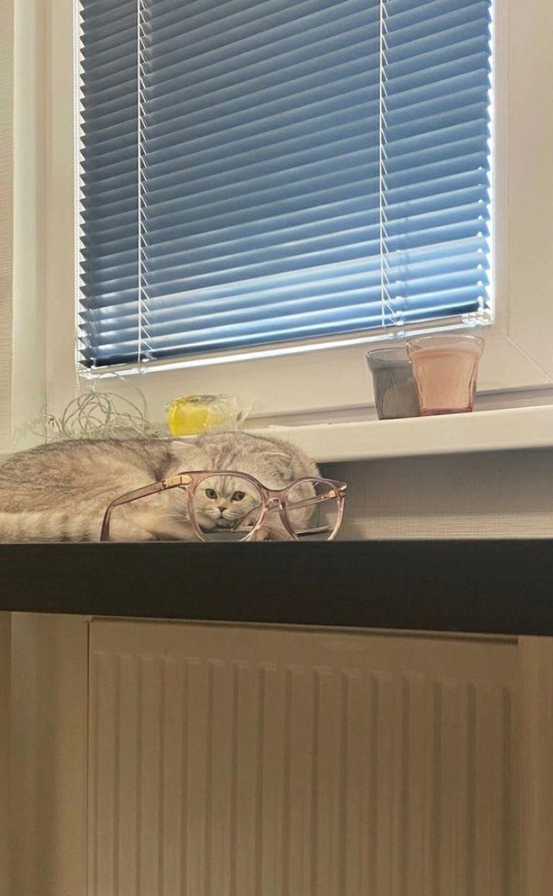 Distorsi kaca pada hewan