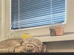 Distorsi Kaca Bikin Penampilan Hewan Ini Tampak Lucu