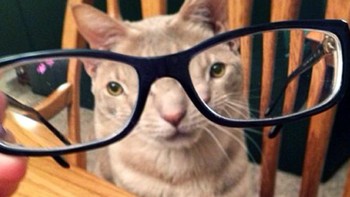 Wajah si kucing jadi serius. Foto: dok Sadanduseless