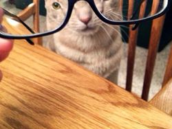 Distorsi Kaca Bikin Penampilan Hewan Ini Tampak Lucu