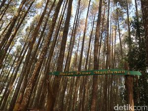 Kisah Sedih Pekerja Wisata di Balik Pesona Hutan Pinus Mangunan