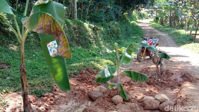 Jalan Rusak di Cianjur Ditanami Pohon Pisang