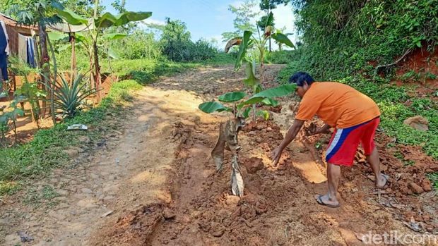 Jalan Rusak di Cianjur Ditanami Pohon Pisang