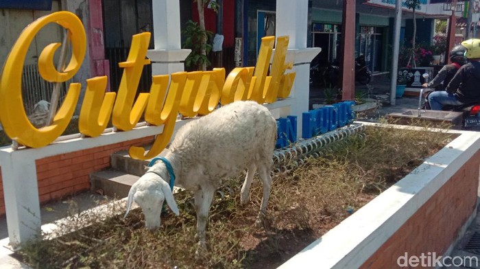 Kudus Citiwalk jadi tempat main kambing