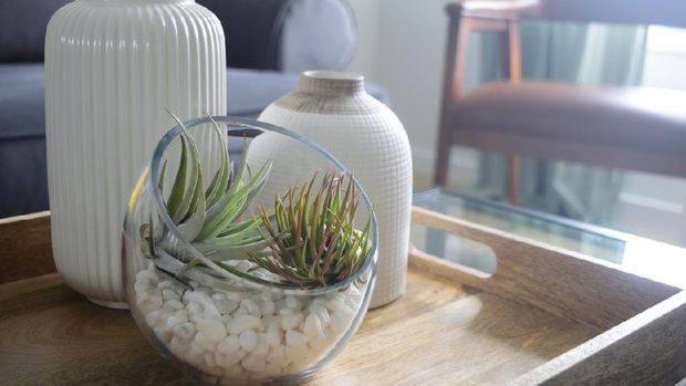 Indoor house plant decoration for Living room