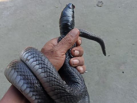 Ular kobra Jawa yang ditangkap Relawan RCTD di Desa Tulas, Klaten, Rabu (28/7/2021). Ular kobra Jawa yang ditangkap Relawan RCTD di Desa Tulas, Klaten, Rabu (28/7/2021).