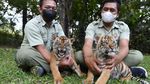 Isyana-Aura, Bayi Harimau Lucu di Taman Safari Prigen