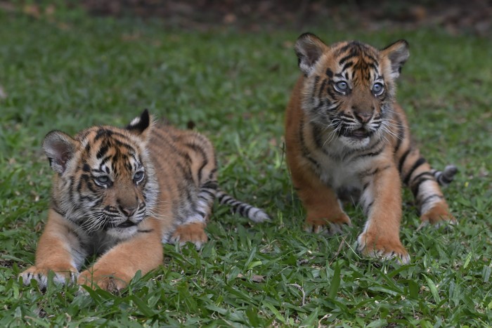 Perawat satwa menggendong dua bayi Harimau Sumatera (Panthera tigris sumatrae) saat pemberian nama bayi tersebut pada peringatan Hari Harimau Sedunia di Taman Safari Prigen, Pasuruan, Jawa Timur, Kamis (29/7/2021). Dua bayi Harimau Sumatera yang lahir pada 4 Mei 2021 dan berjenis kelamin betina itu diberi nama Isyana dan Aura, dan menambah koleksi Harimau Sumatera di Taman Safari Prigen menjadi empat ekor. ANTARA FOTO/Zabur Karuru/rwa.