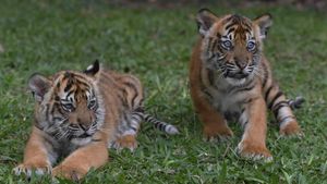 Kenapa Tidak Ada Harimau di Afrika? Ini Penjelasannya