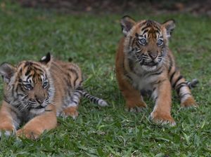 Kenapa Tidak Ada Harimau di Afrika? Ini Penjelasannya