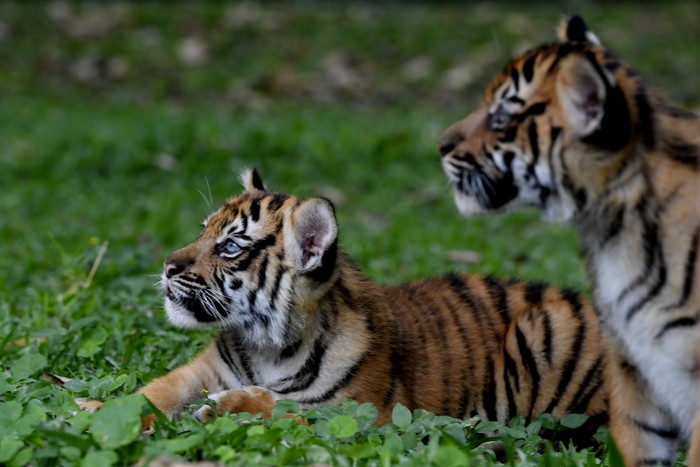 Perawat satwa menggendong dua bayi Harimau Sumatera (Panthera tigris sumatrae) saat pemberian nama bayi tersebut pada peringatan Hari Harimau Sedunia di Taman Safari Prigen, Pasuruan, Jawa Timur, Kamis (29/7/2021). Dua bayi Harimau Sumatera yang lahir pada 4 Mei 2021 dan berjenis kelamin betina itu diberi nama Isyana dan Aura, dan menambah koleksi Harimau Sumatera di Taman Safari Prigen menjadi empat ekor. ANTARA FOTO/Zabur Karuru/rwa.