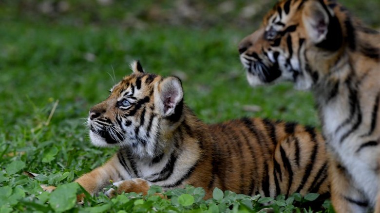 Perawat satwa menggendong dua bayi Harimau Sumatera (Panthera tigris sumatrae) saat pemberian nama bayi tersebut pada peringatan Hari Harimau Sedunia di Taman Safari Prigen, Pasuruan, Jawa Timur, Kamis (29/7/2021). Dua bayi Harimau Sumatera yang lahir pada 4 Mei 2021 dan berjenis kelamin betina itu diberi nama Isyana dan Aura, dan menambah koleksi Harimau Sumatera di Taman Safari Prigen menjadi empat ekor. ANTARA FOTO/Zabur Karuru/rwa.