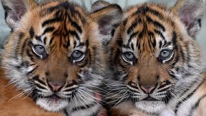 Isyana-Aura, Bayi Harimau Lucu di Taman Safari Prigen