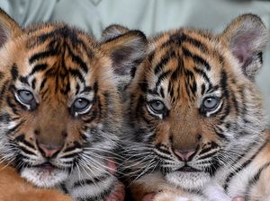 Isyana-Aura, Bayi Harimau Lucu di Taman Safari Prigen