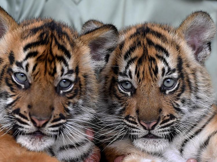 Isyana-Aura, Bayi Harimau Lucu di Taman Safari Prigen