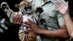 Isyana-Aura, Bayi Harimau Lucu di Taman Safari Prigen